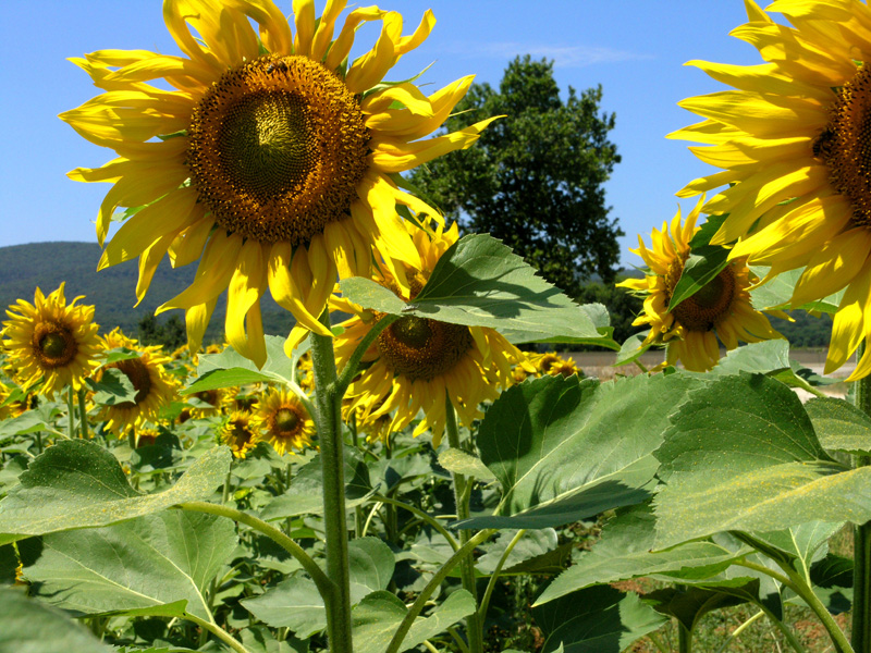 sun flowers